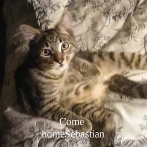 Meet your Posher, Lynnette